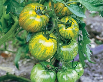 Green Zebra Tomato Seeds