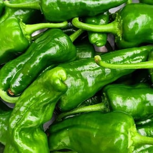 Padron Pepper Seeds