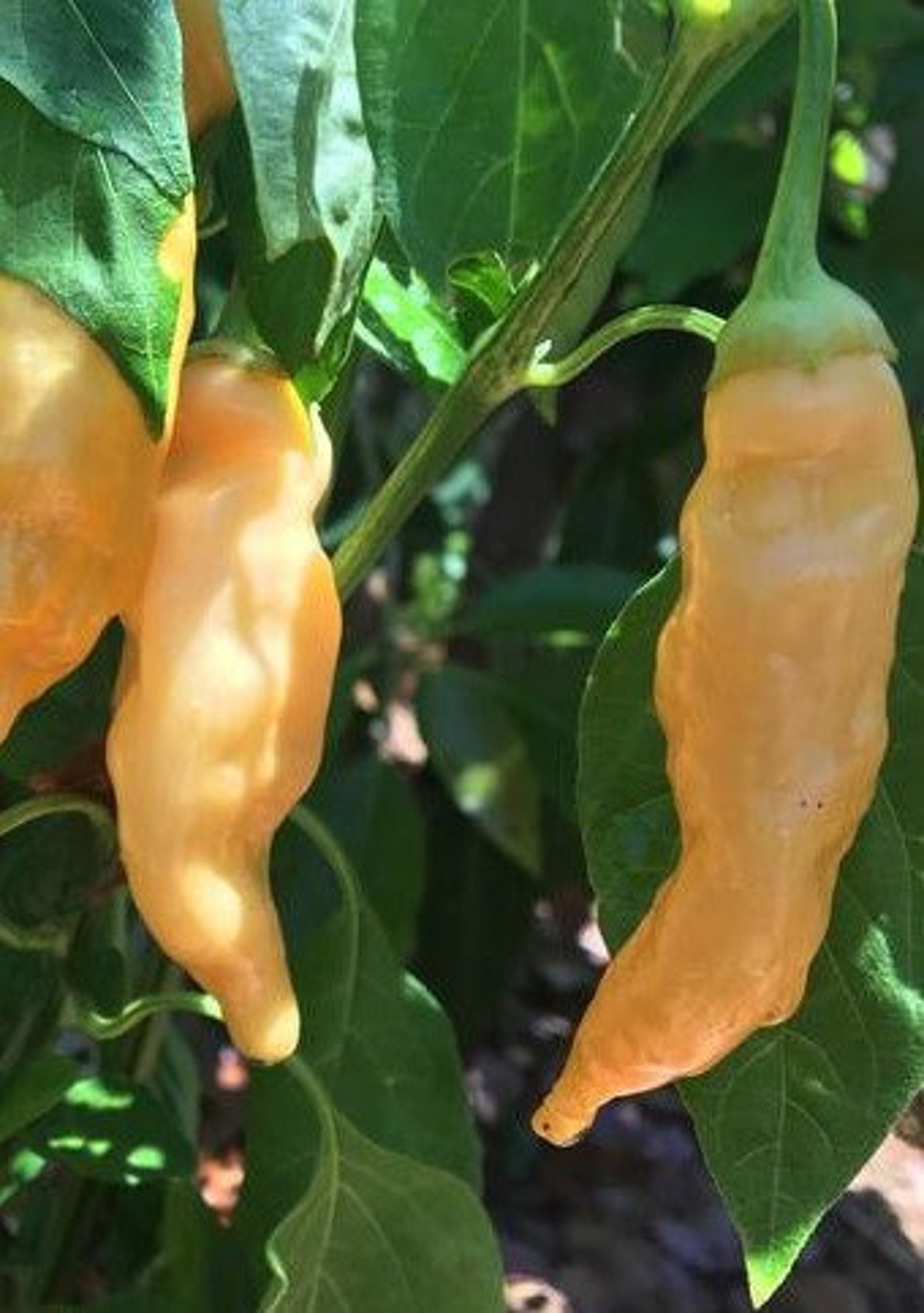 Sugar Rush Peach Pepper Seeds Etsy UK