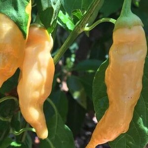 Sugar Rush Peach Pepper Seeds imagem 2