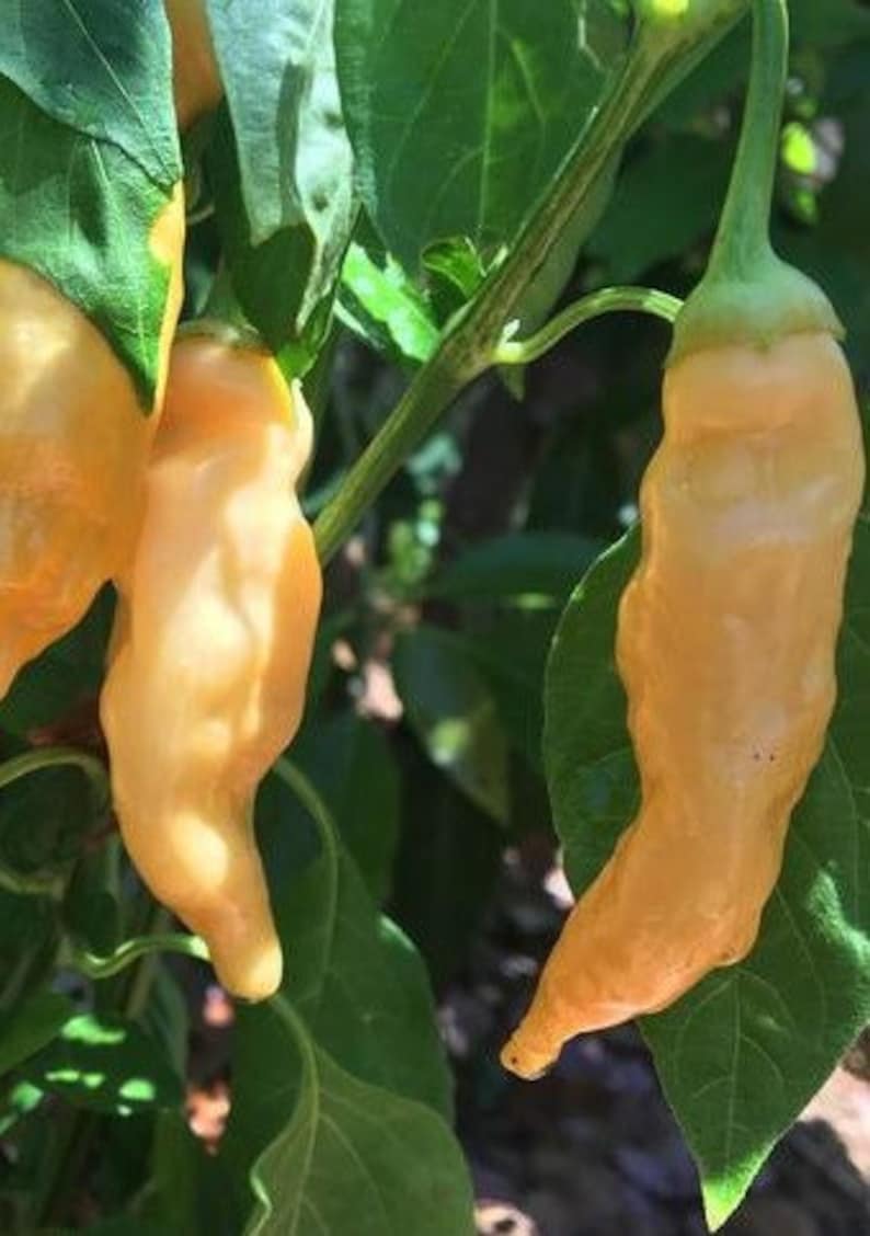 Sugar Rush Peach Pepper Seeds imagem 2