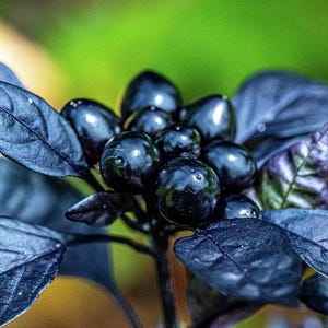 Black Pearl Pepper Seeds