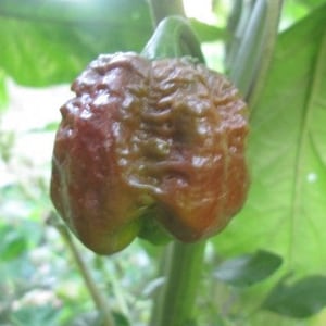 7 pot Chocolate Brain Strain Pepper Seeds
