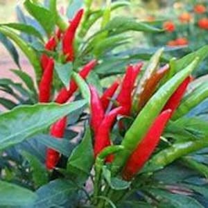 Thai Dragon Pepper Seeds