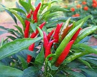 Thai Dragon Pepper Seeds