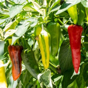 Fish Pepper Seeds