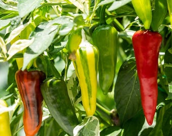 Fish Pepper Seeds