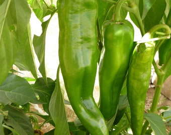 Anaheim Pepper Seeds