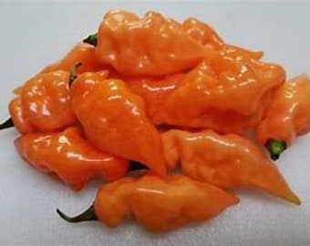 Sweet Pepper ''Habanada'' Heatless Habanero ~20 Top Quality Seeds EXTREMELY RARE Sweet Pepper ''Habanada'' Heatless Habanero ~20 Top Quality Seeds EXTREMELY RARE