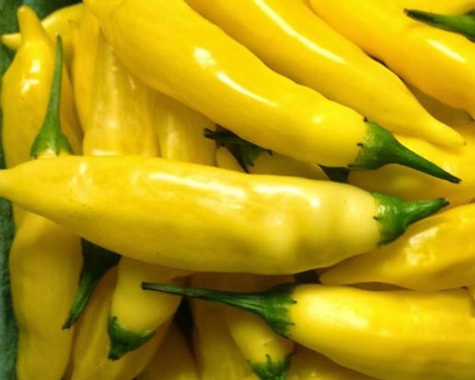 Lemon Drop Pepper Seeds Etsy