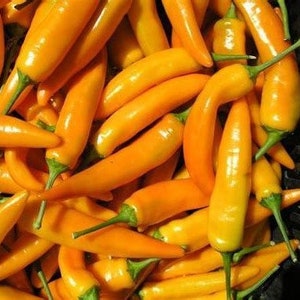 Tequila Sunrise Sweet Pepper Seeds