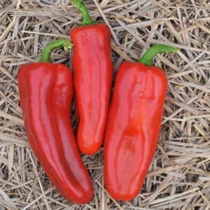 Marconi Red Pepper Seed