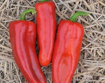 Marconi Red Pepper Seed