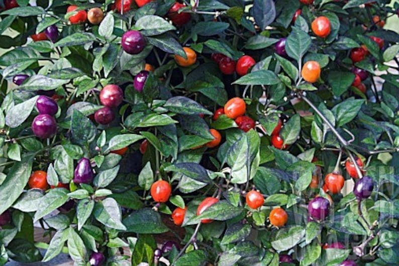 Filius Blue Pepper Seeds Etsy
