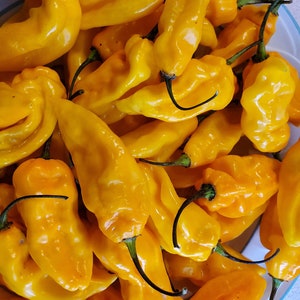 Dorset Naga Pepper Seeds