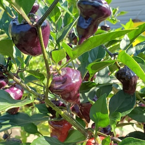 Purple UFO Pepper Seeds