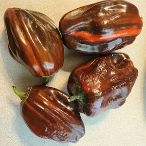 Chocolate Cherry Candy Cane Pepper Seeds