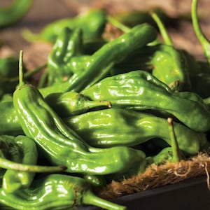 Shishito Pepper Seeds