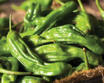 Shishito Pepper Seeds