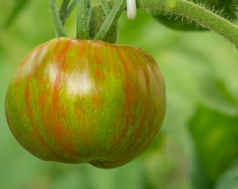 Berkley Tie-Dye Green Tomato Seeds