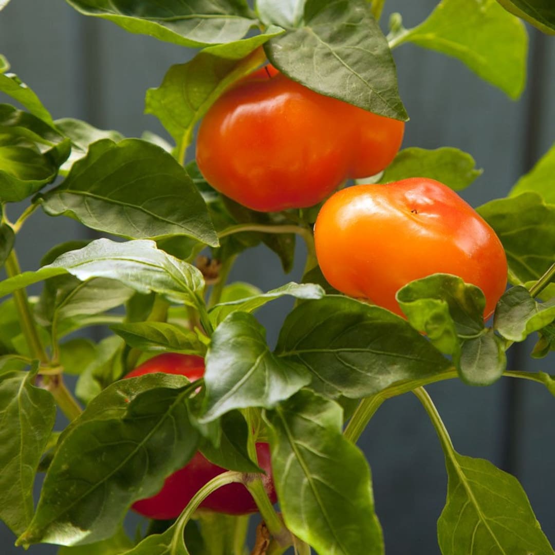 Alma Paprika Pepper Seeds Etsy