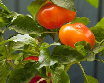 Alma Paprika Pepper Seeds