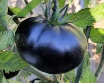 Black Beauty Tomato Seeds