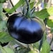 see more listings in the Tomato Seeds section