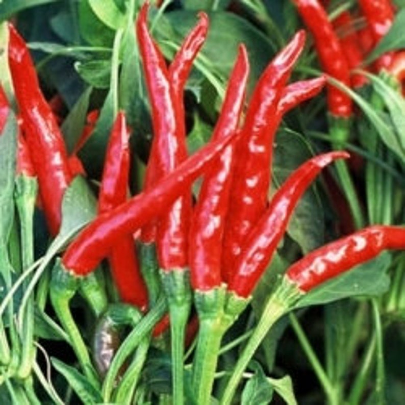 Thai Dragon Pepper Seeds | Etsy