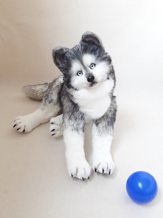 teddy husky