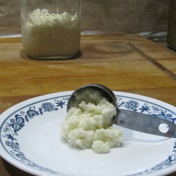 Fresh Active Raw Goat Milk Kefir Grains