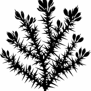 8 file di taglio SVG di cardo - 8 silhouette botaniche selvatiche per Cricut, decorazioni di erbe aromatiche, artigianato naturalistico, simbolo scozzese e design in vinile