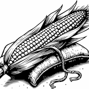 4 Corn SVG – 4 Harvest maize cut file – Rustic vegetable clipart for farm market crafts and kitchen decor projects
