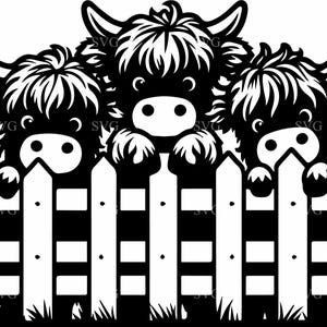 Peut inclure: Illustration en noir et blanc de trois vaches des Highlands regardant par-dessus une clôture blanche. Les vaches ont des poils touffus et des cornes. La clôture a des lattes blanches verticales et des rayures noires horizontales.