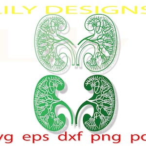Kidney svg human organ donor png vector eps cricut silhouette png cameo cut file clipart