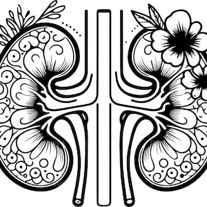 Ingewikkelde nier-SVG | 4 anatomische orgel clipart | Medisch illustratieontwerp