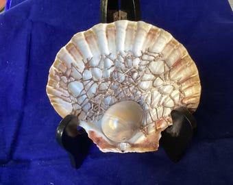 Concha de vieira, ojo de tiburón en engaste de encaje de arrecife oceánico, hecha a mano.