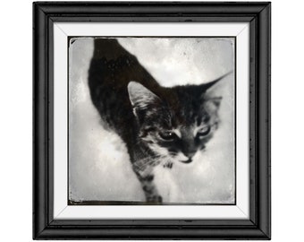 Cute cat in snow digital downloadable poster photo wall art