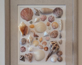 FRAMED Shell Art - Wife Girlfriend Gift for Shell Lovers Ethical Shelling