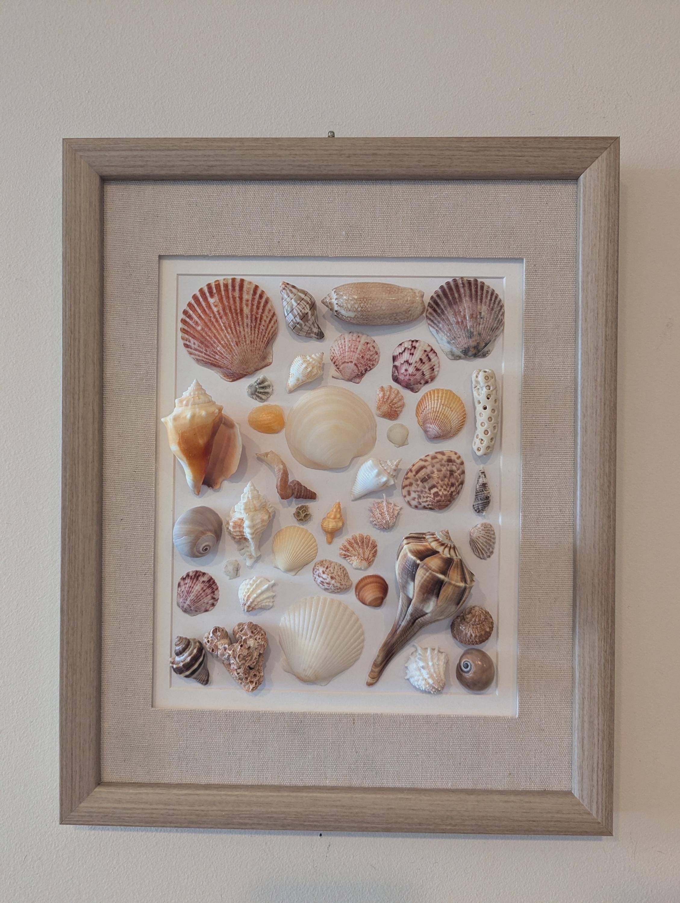 Framed Shell Collection FRAMED Shell Art - Wife Girlfriend Gift for Shell Lovers Ethical ...