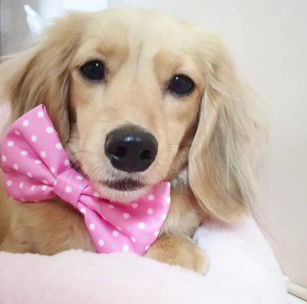 Puppy Love Pink Dog Bow Tie Etsy