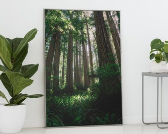 Garden of Giants Green California Redwood Forest Wall Art, Fine Art Photography, Natural Home Decor