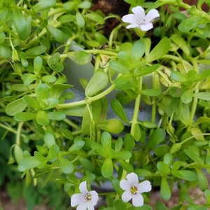 Brahmi Bacopa Monnieri Potted Plants Medinal Uses Improves Mental Clarity image 4