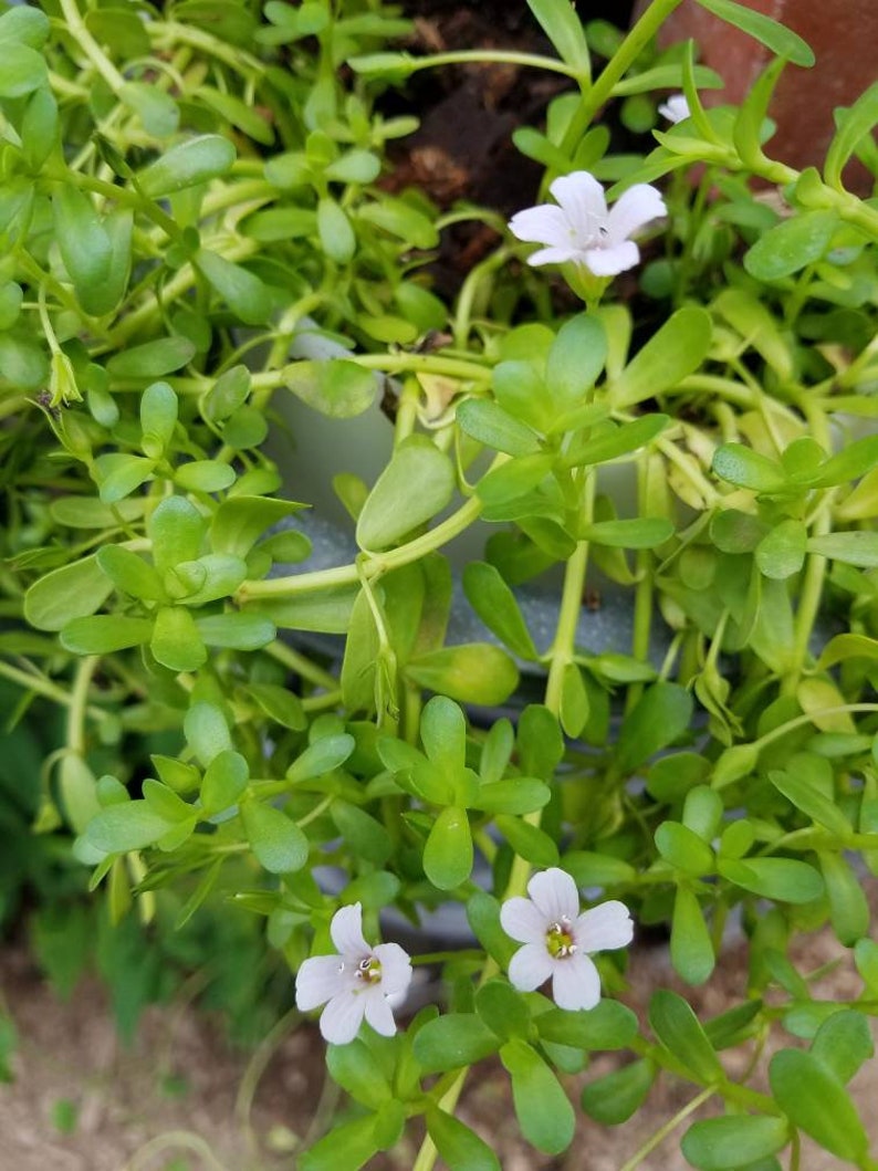 Brahmi Bacopa Monnieri Potted Plants Medinal Uses Improves Mental Clarity image 4