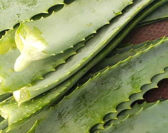 Aloe Arborescens Fresh Leaves harvested 700g ( About 1.54 lbs ) Mature Organically Grown Medicinal  Purposes