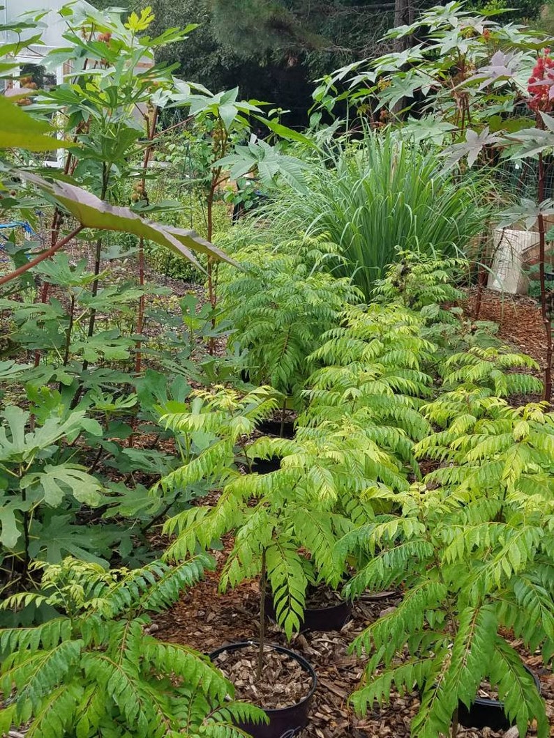 Curry leaf plant Murraya koenigii Sweet neem Indian curry