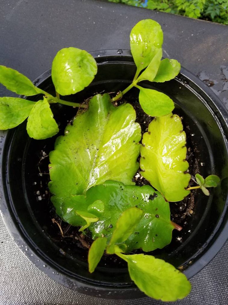 Fresh Picked Leaf of Life Herb 8 oz Ayurvedic Medicinal Etsy