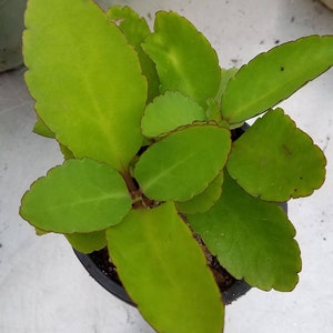 Kalanchoe pinata Bryophyllum pinnatum Miracle leaf  Leaf of life 만손초 potted/ rooted  5"-8" tall