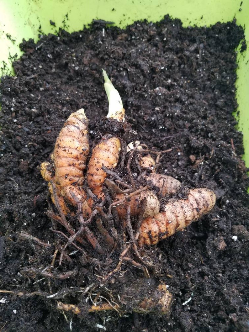 Turmeric Rhizomes Starter plants Curcuma Longa Grow your