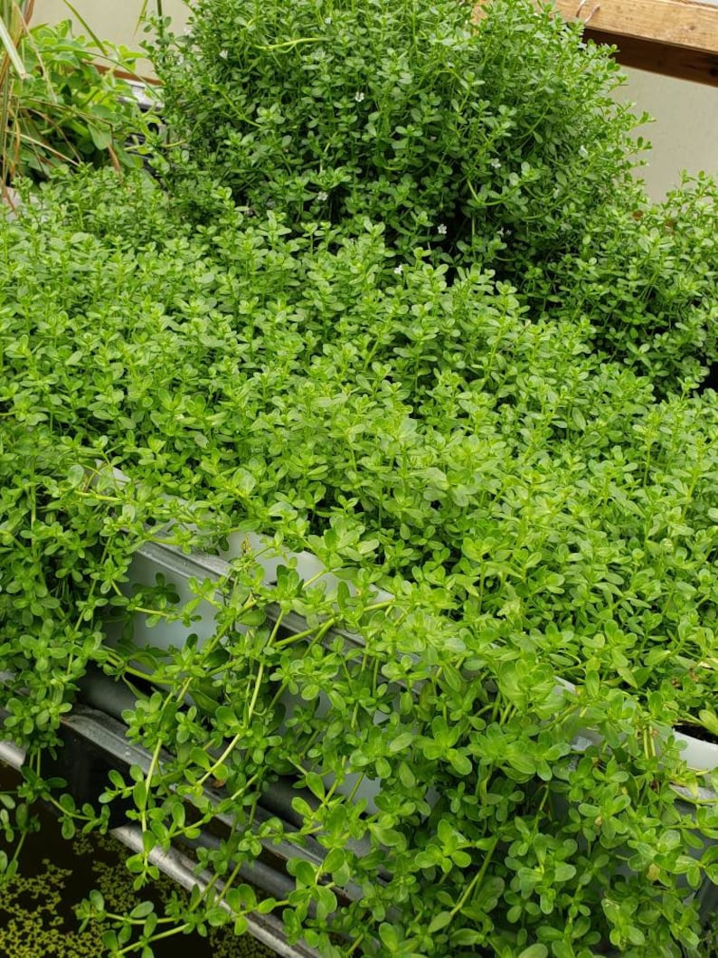 Brahmi Bacopa Monnieri Potted Plants Medinal Uses Improves Mental Clarity image 9